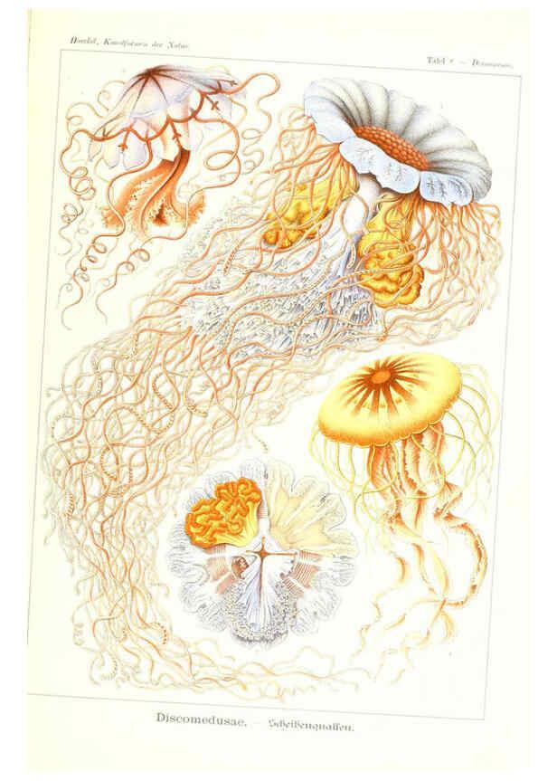 Reproducción/Reproduction 6197314721: Kunstformen der Natur Leipzig und Wien :Verlag des Bibliographischen Instituts,1904