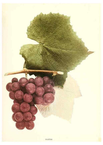 Reproducción/Reproduction 29503854404: The grapes of New York,. Albany,Lyon,1908.