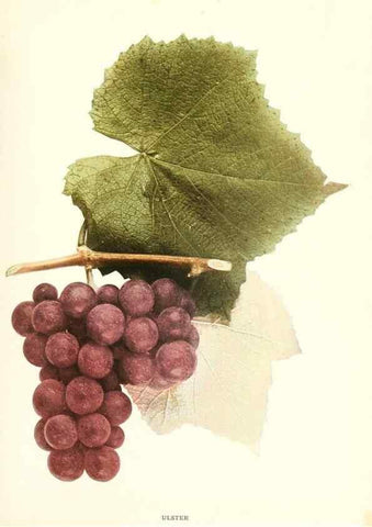 Reproducción/Reproduction 29503854404: The grapes of New York,. Albany,Lyon,1908.