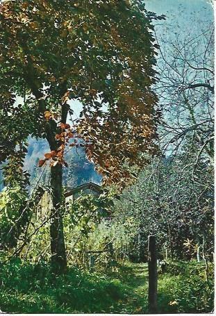 POSTAL L04535: Paisaje