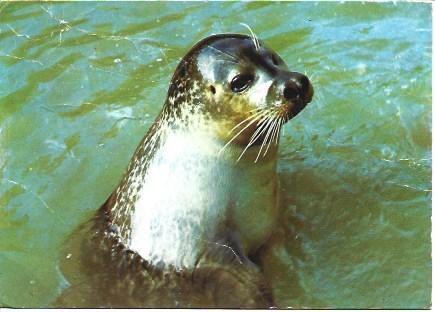 POSTAL L04374: Foca