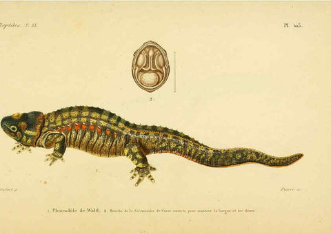 Reproducción/Reproduction 5982440180: Erpétologie générale, ou, Histoire naturelle complète des reptiles Paris :Roret,1834-1854