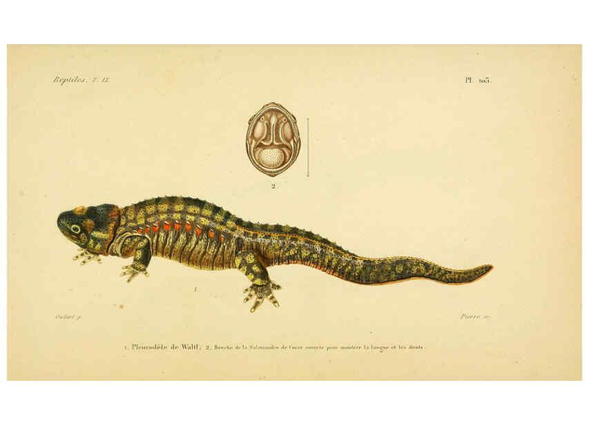 Reproducción/Reproduction 5982440180: Erpétologie générale, ou, Histoire naturelle complète des reptiles Paris :Roret,1834-1854