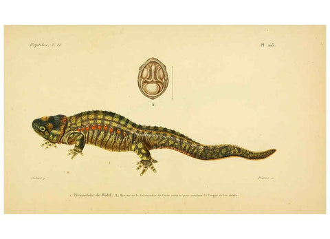 Reproducción/Reproduction 5982440180: Erpétologie générale, ou, Histoire naturelle complète des reptiles Paris :Roret,1834-1854
