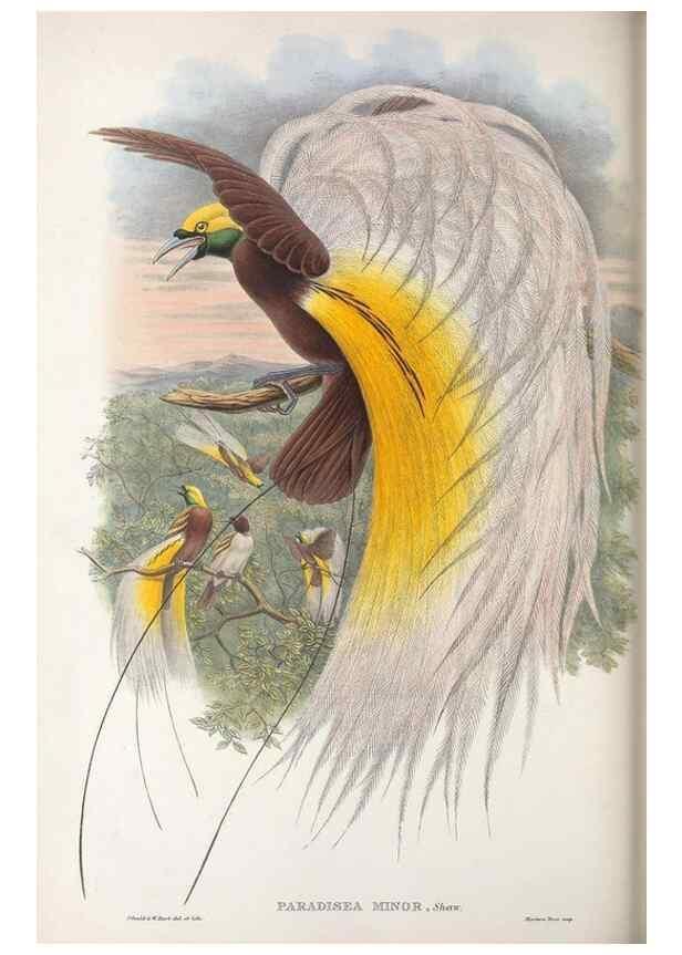 Reproducción/Reproduction 48367352372: Monograph of the Paradiseidae, or birds of paradise and Ptilonorhynchidae, or bower-birds.. London :H. Sotheran & Co.,1891-98.. 