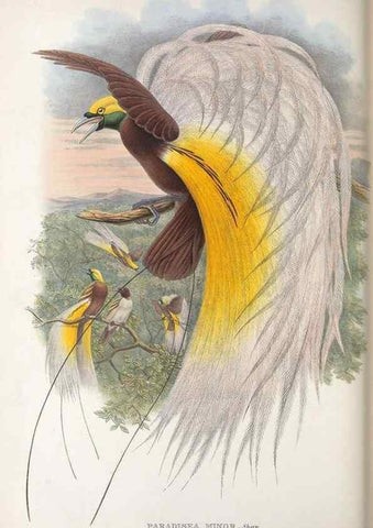 Reproducción/Reproduction 48367352372: Monograph of the Paradiseidae, or birds of paradise and Ptilonorhynchidae, or bower-birds.. London :H. Sotheran & Co.,1891-98.. 