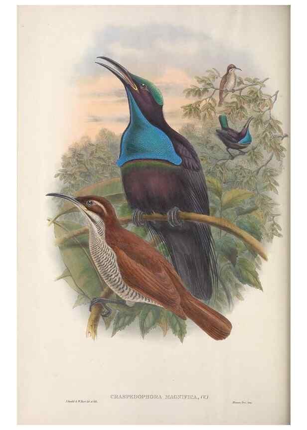 Reproducción/Reproduction 48367341942: Monograph of the Paradiseidae, or birds of paradise and Ptilonorhynchidae, or bower-birds.. London :H. Sotheran & Co.,1891-98.. 