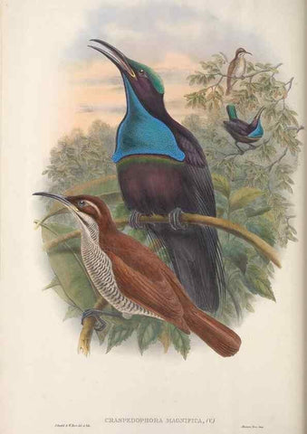 Reproducción/Reproduction 48367341942: Monograph of the Paradiseidae, or birds of paradise and Ptilonorhynchidae, or bower-birds.. London :H. Sotheran & Co.,1891-98.. 