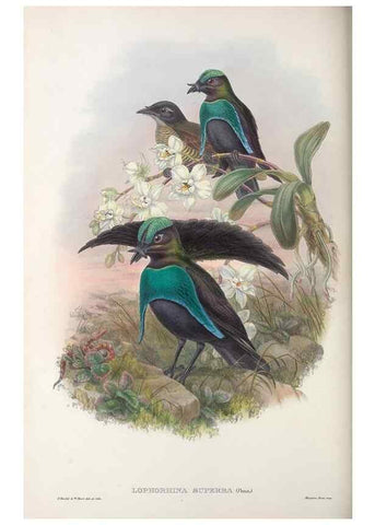 Reproducción/Reproduction 48367404347: Monograph of the Paradiseidae, or birds of paradise and Ptilonorhynchidae, or bower-birds.. London :H. Sotheran & Co.,1891-98.. 