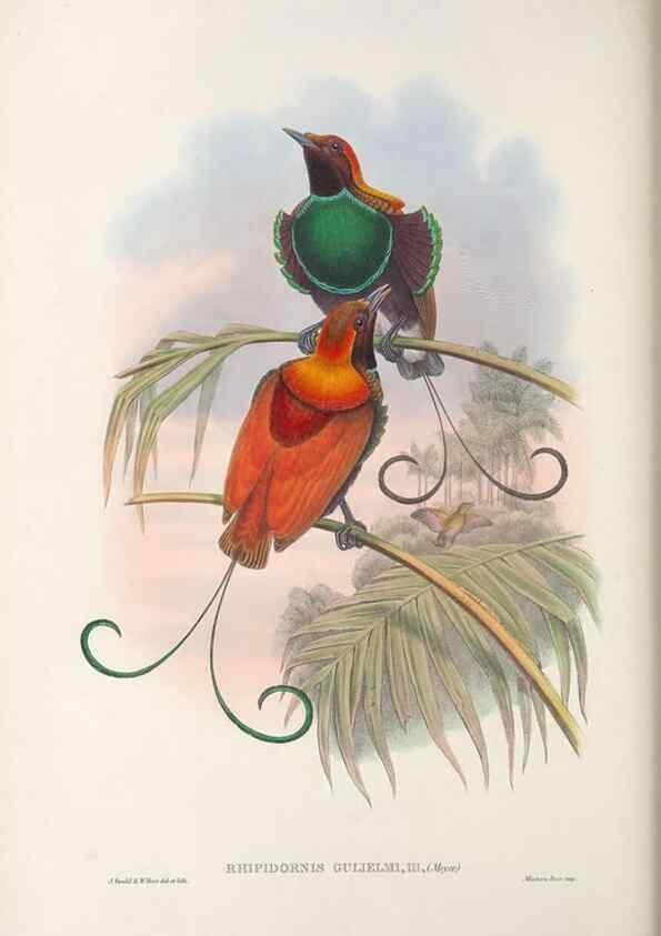 Reproducción/Reproduction 48367219226: Monograph of the Paradiseidae, or birds of paradise and Ptilonorhynchidae, or bower-birds.. London :H. Sotheran & Co.,1891-98.. 