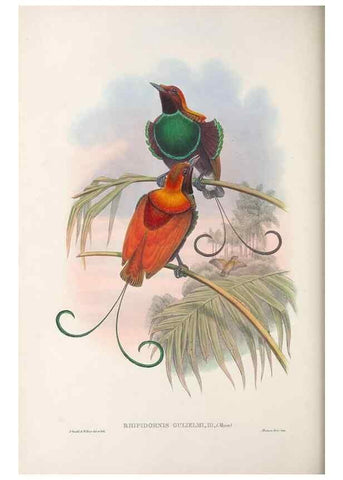 Reproducción/Reproduction 48367219226: Monograph of the Paradiseidae, or birds of paradise and Ptilonorhynchidae, or bower-birds.. London :H. Sotheran & Co.,1891-98.. 
