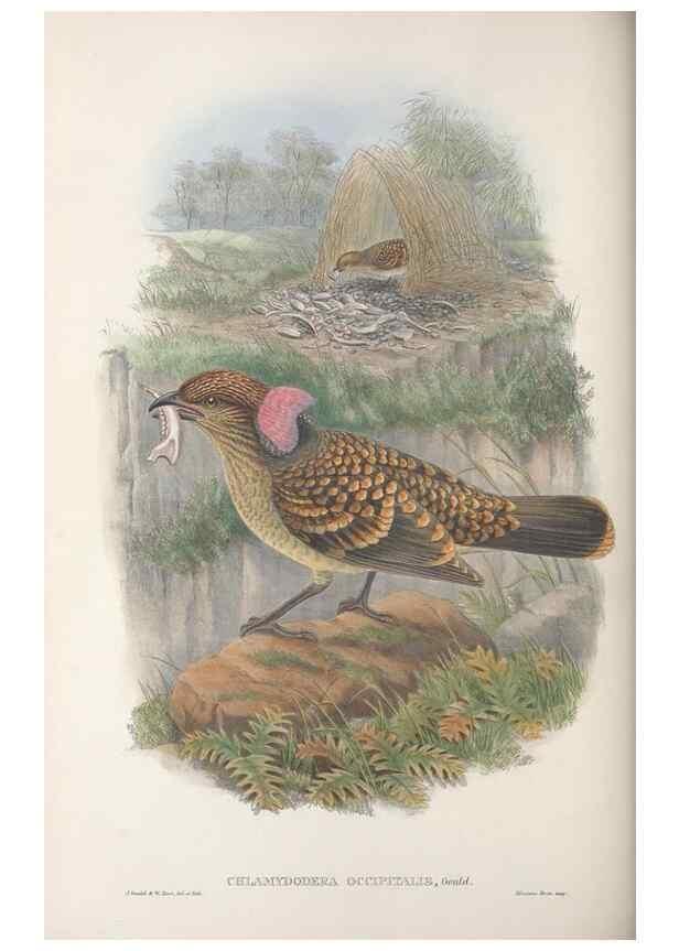 Reproducción/Reproduction 48367275881: Monograph of the Paradiseidae, or birds of paradise and Ptilonorhynchidae, or bower-birds.. London :H. Sotheran & Co.,1891-98.. 