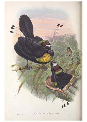 Reproducción/Reproduction 48367266151: Monograph of the Paradiseidae, or birds of paradise and Ptilonorhynchidae, or bower-birds.. London :H. Sotheran & Co.,1891-98.. 