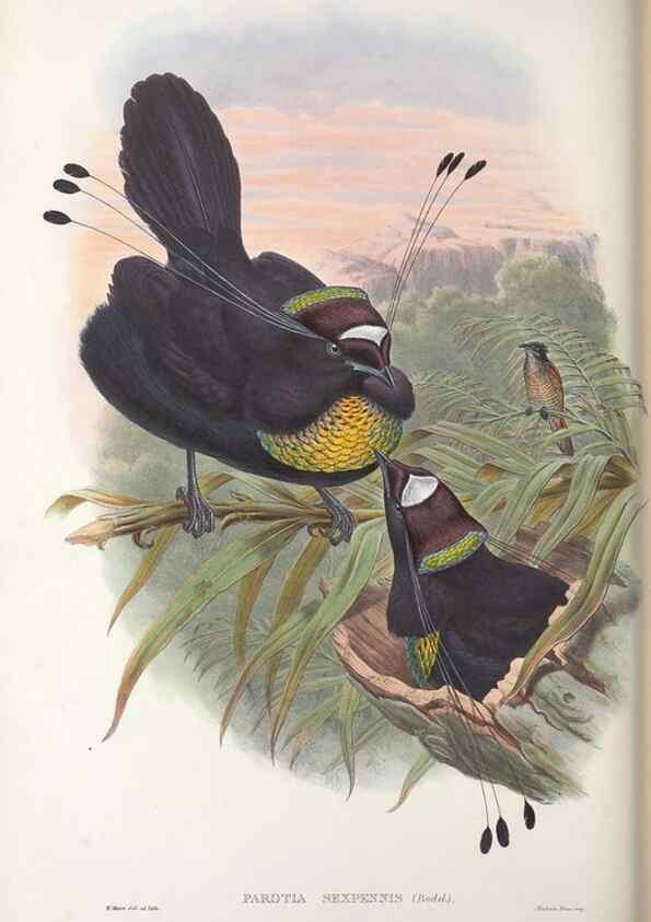 Reproducción/Reproduction 48367266151: Monograph of the Paradiseidae, or birds of paradise and Ptilonorhynchidae, or bower-birds.. London :H. Sotheran & Co.,1891-98.. 