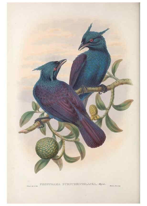 Reproducción/Reproduction 48367260666: Monograph of the Paradiseidae, or birds of paradise and Ptilonorhynchidae, or bower-birds.. London :H. Sotheran & Co.,1891-98.. 