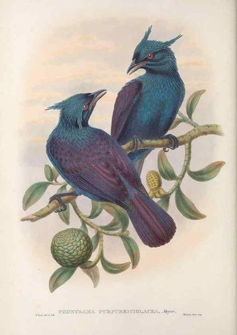Reproducción/Reproduction 48367260666: Monograph of the Paradiseidae, or birds of paradise and Ptilonorhynchidae, or bower-birds.. London :H. Sotheran & Co.,1891-98.. 