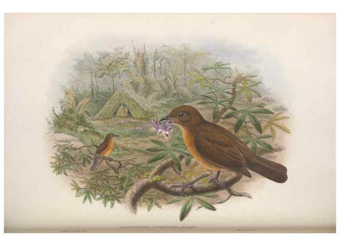 Reproducción/Reproduction 48367407687: Monograph of the Paradiseidae, or birds of paradise and Ptilonorhynchidae, or bower-birds.. London :H. Sotheran & Co.,1891-98.. 