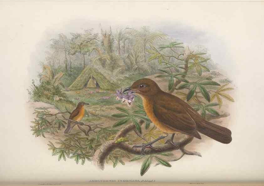 Reproducción/Reproduction 48367407687: Monograph of the Paradiseidae, or birds of paradise and Ptilonorhynchidae, or bower-birds.. London :H. Sotheran & Co.,1891-98.. 