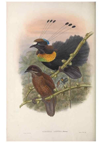 Reproducción/Reproduction 48367266636: Monograph of the Paradiseidae, or birds of paradise and Ptilonorhynchidae, or bower-birds.. London :H. Sotheran & Co.,1891-98.. 