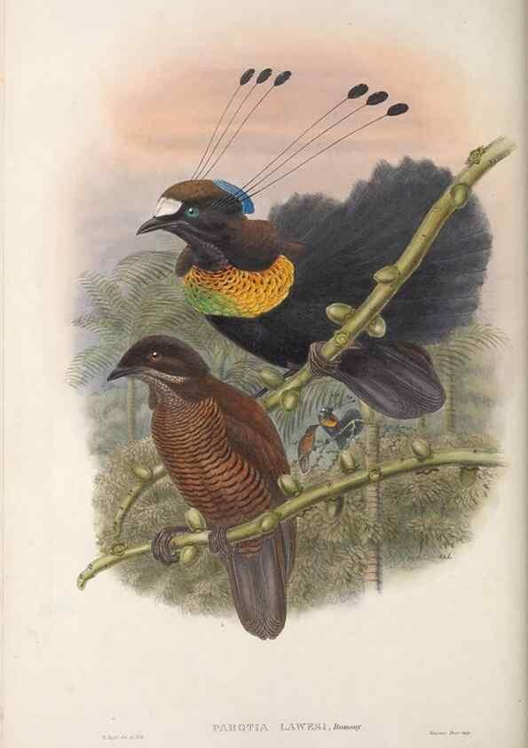 Reproducción/Reproduction 48367266636: Monograph of the Paradiseidae, or birds of paradise and Ptilonorhynchidae, or bower-birds.. London :H. Sotheran & Co.,1891-98.. 
