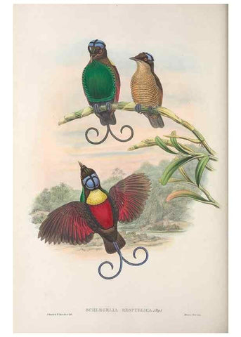 Reproducción/Reproduction 48367358467: Monograph of the Paradiseidae, or birds of paradise and Ptilonorhynchidae, or bower-birds.. London :H. Sotheran & Co.,1891-98.. 