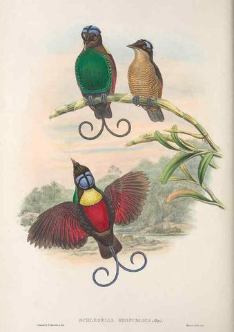 Reproducción/Reproduction 48367358467: Monograph of the Paradiseidae, or birds of paradise and Ptilonorhynchidae, or bower-birds.. London :H. Sotheran & Co.,1891-98.. 