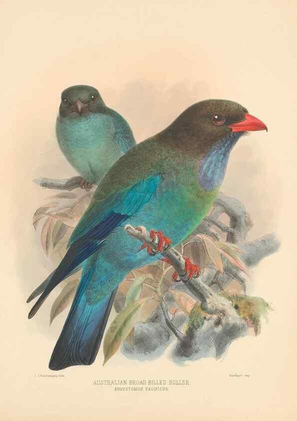 Reproducción/Reproduction 48706090038: A monograph of the Coraciidae, or family of the rollers.. Kent,The author,1893.. 