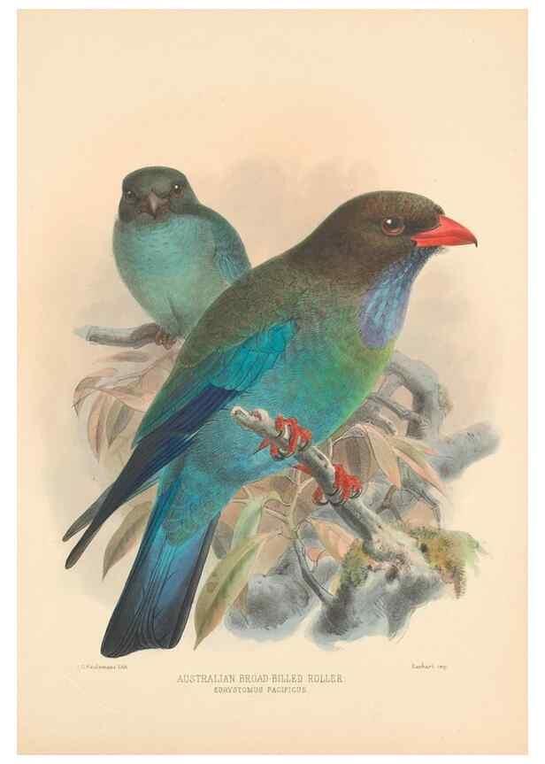Reproducción/Reproduction 48706090038: A monograph of the Coraciidae, or family of the rollers.. Kent,The author,1893.. 