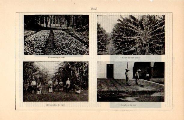 LAMINA V16708: Plantacion recoleccion y secadero de café