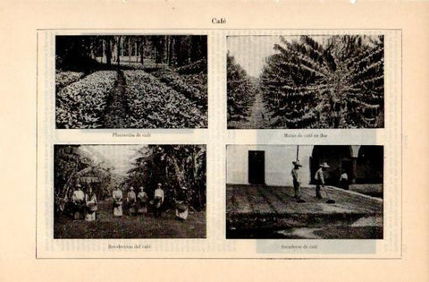 LAMINA V16708: Plantacion recoleccion y secadero de café