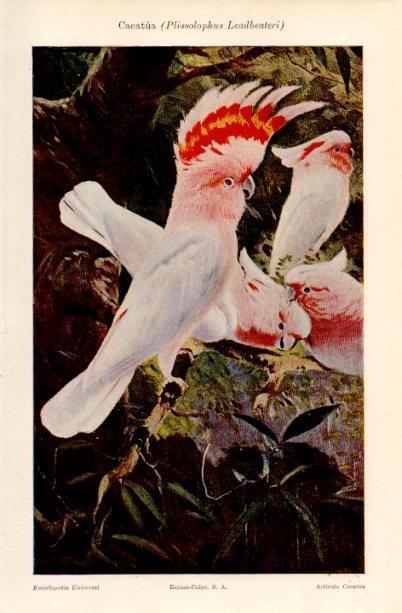 LAMINA V16678: Cacatua o Plissolophus Leadbeateri