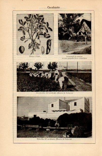 LAMINA V16677: Recoleccion y selecccion del cacahuete en la Huerta de Valencia