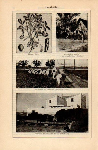 LAMINA V16677: Recoleccion y selecccion del cacahuete en la Huerta de Valencia