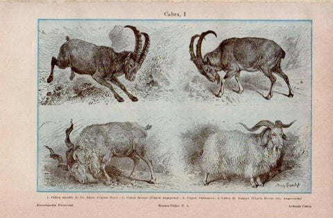 LAMINA V16668: Especies de cabras