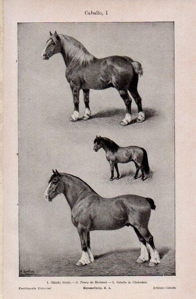 LAMINA V16643: Caballo frison, poney de Shetland y caballo de Clydesdale