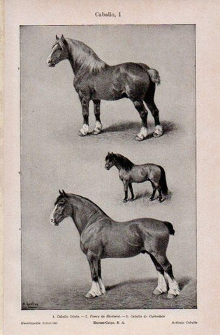 LAMINA V16643: Caballo frison, poney de Shetland y caballo de Clydesdale