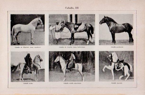 LAMINA V16644: Especies de caballos
