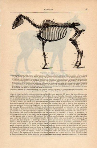 LAMINA V16646: Esqueleto de caballo