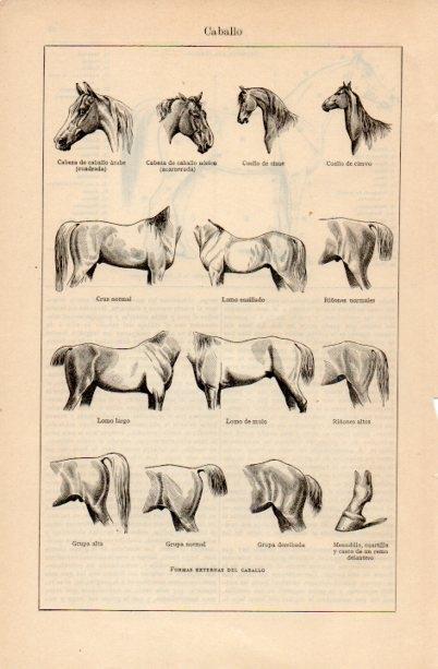 LAMINA V16647: Formas externas del caballo