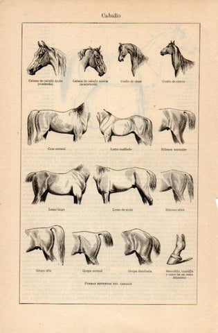 LAMINA V16647: Formas externas del caballo