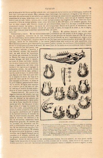 LAMINA V16650: Dientes del caballo