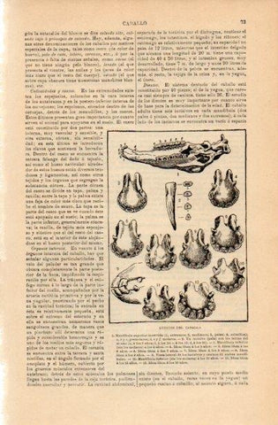 LAMINA V16650: Dientes del caballo