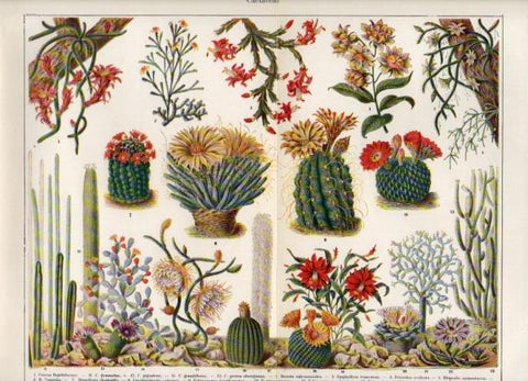 LAMINA V16887: Cactaceas