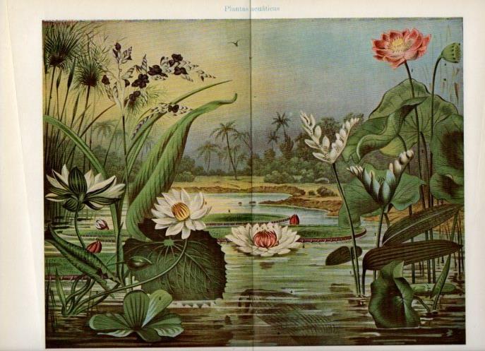 LAMINA V16876: Plantas acuaticas