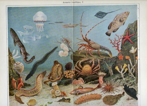 LAMINA V16875: Acuario maritimo I