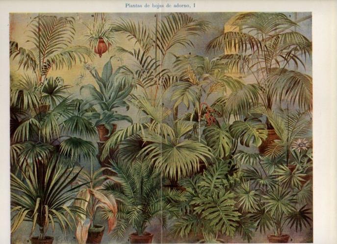 LAMINA V16871: Plantas de hojas de adorno I