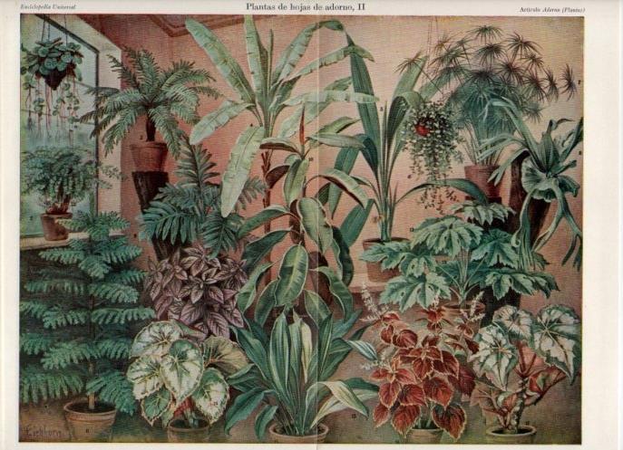LAMINA V16872: Plantas de hojas de adorno II