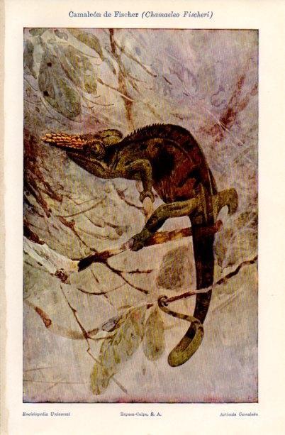 LAMINA V16801: Camaleon de Fisher o Chamaeleo Fischeri