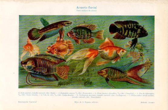 LAMINA V16339: Peces exoticos de adorno