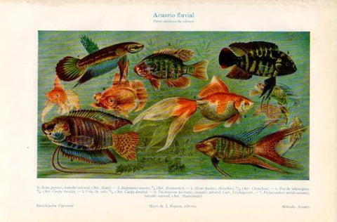 LAMINA V16339: Peces exoticos de adorno